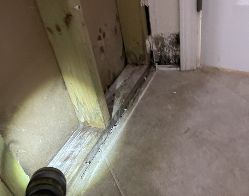 Understanding the Health Hazards of Indoor Mold in Florida